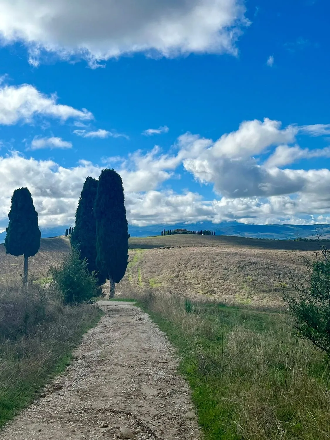 A gravel path between two dark cypress trees, open farmland beyond.