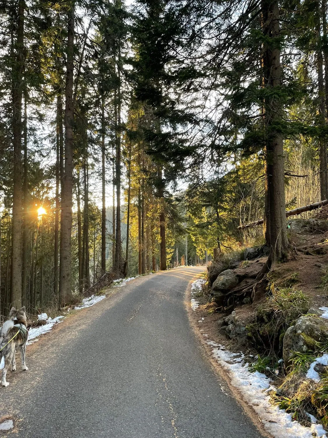 A narrow road through tall pines with the sun low between the trunks.
