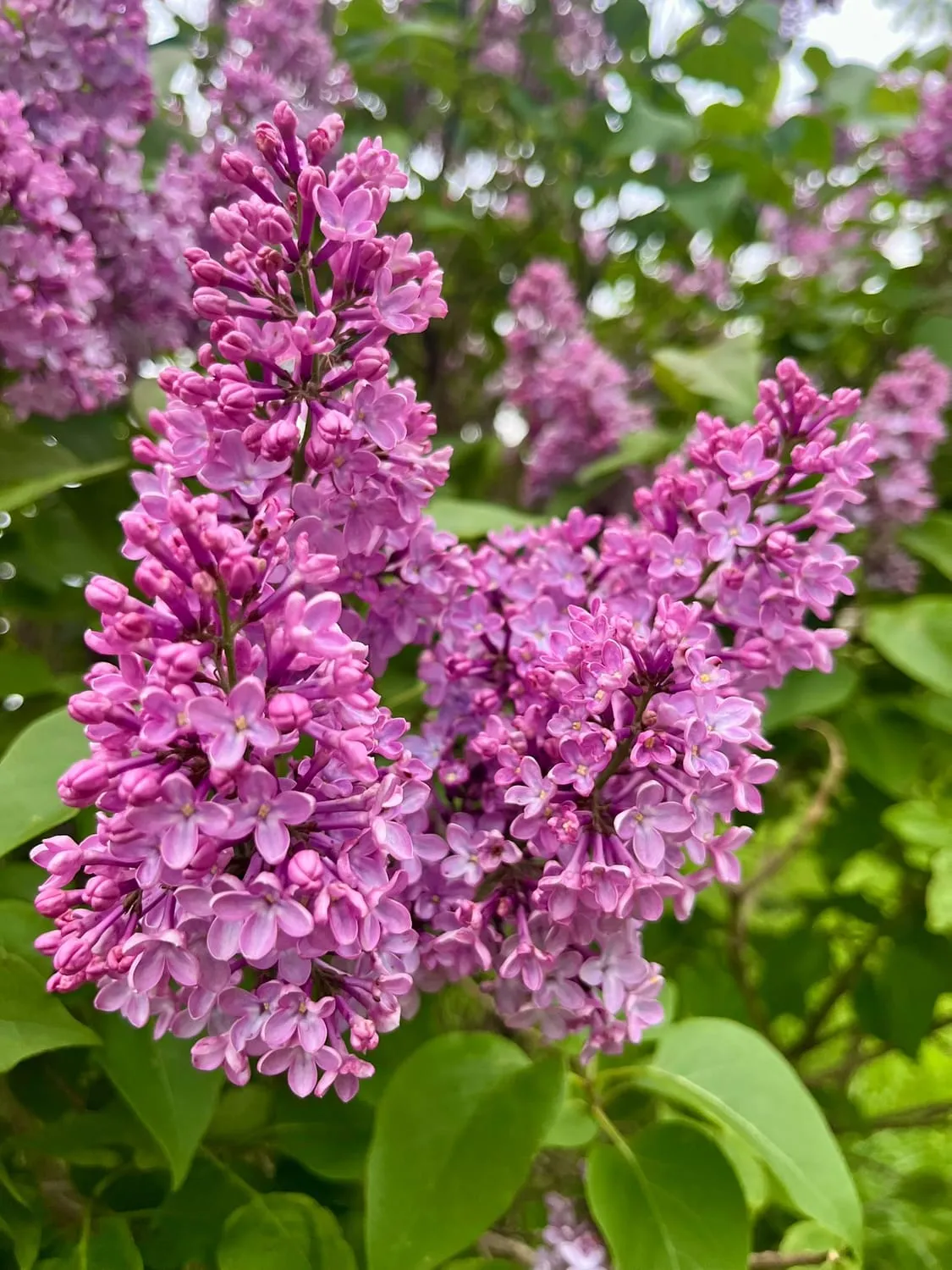 A heavy head of pink lilac blossom in full leaf.