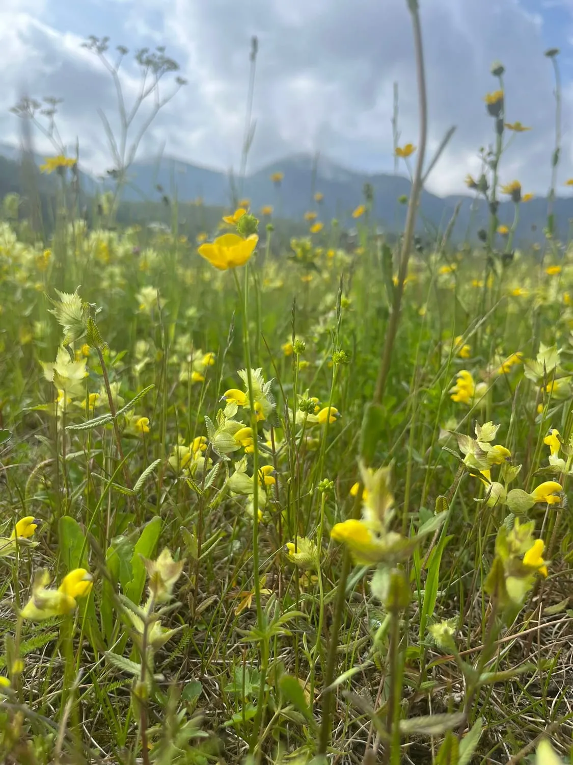 Yellow meadow flowers close to the camera with mountains behind.